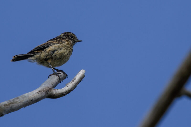 Tarier pâtre juvénile
